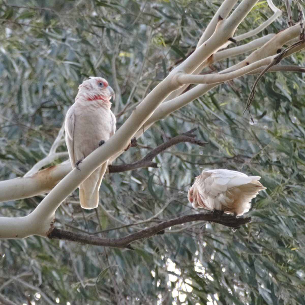 kakadu ostrozobý - ML130994711