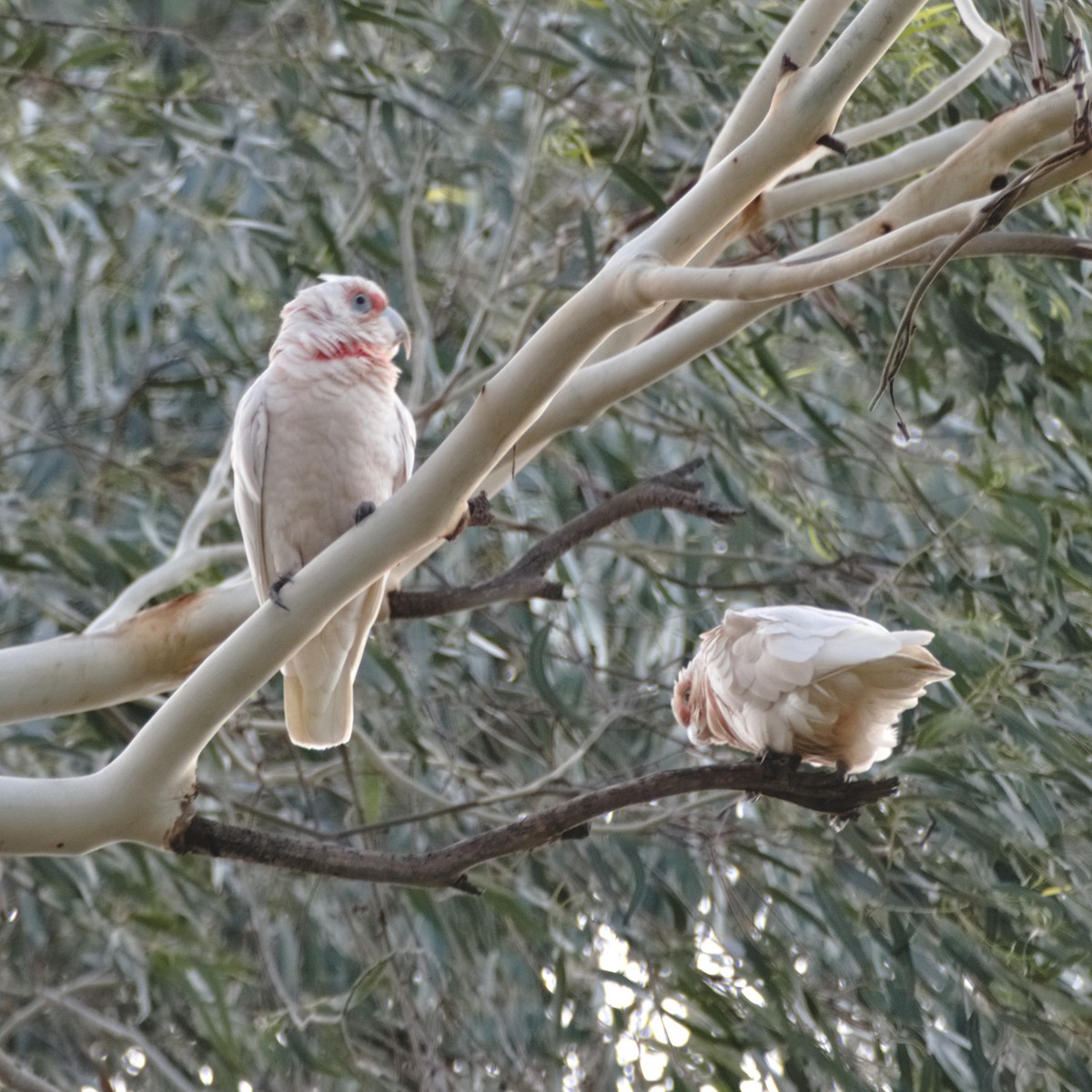 Long-billed Corella - ML130994711