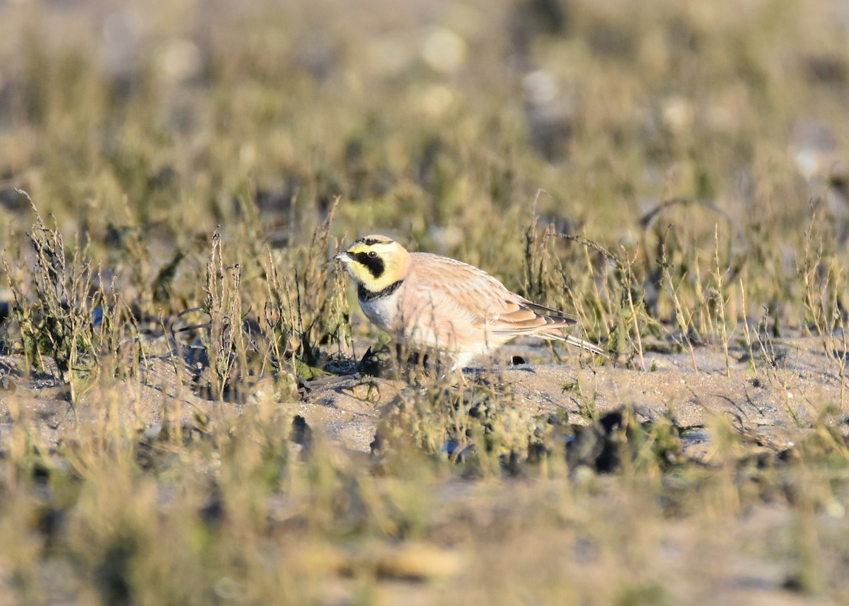 Horned Lark - ML130994871