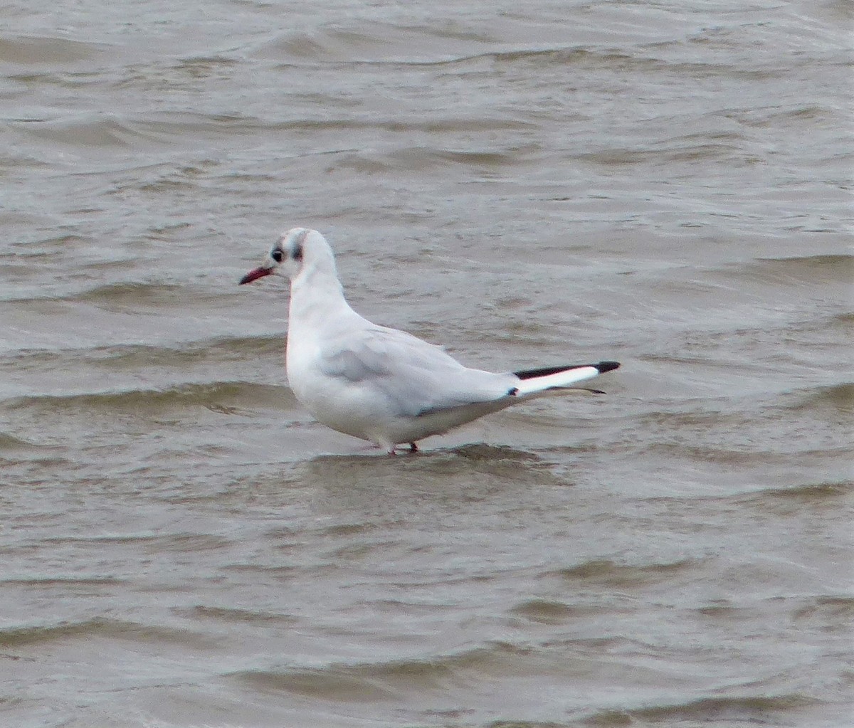 Black-headed Gull - ML130995221