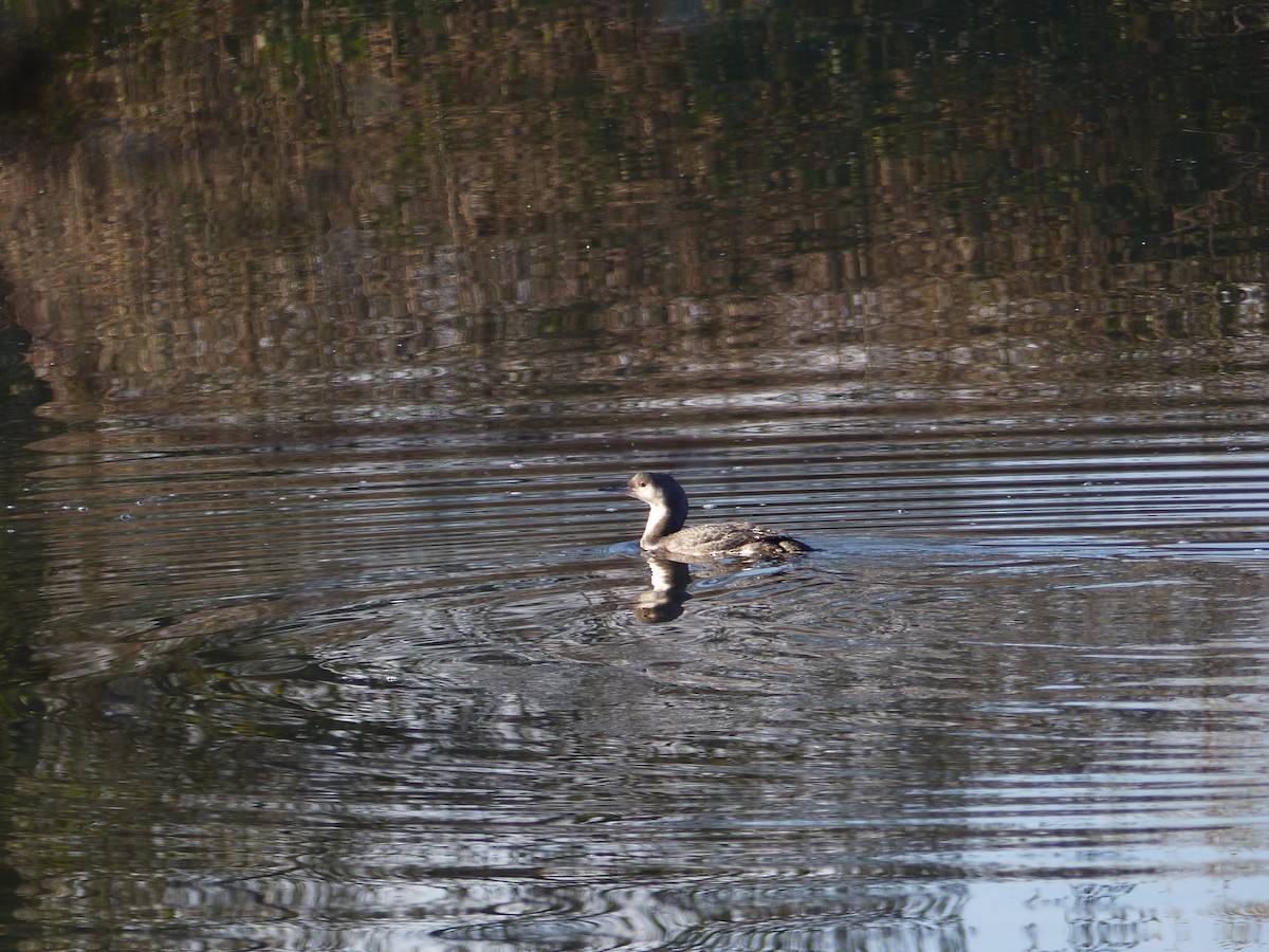 Arctic Loon - ML130996041