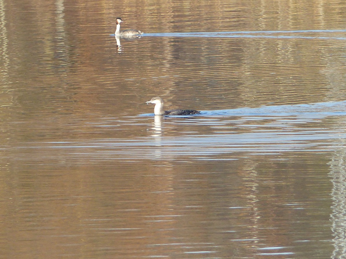 Arctic Loon - ML130996051