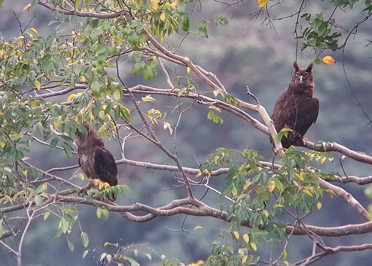 Dusky Eagle-Owl - ML130996901