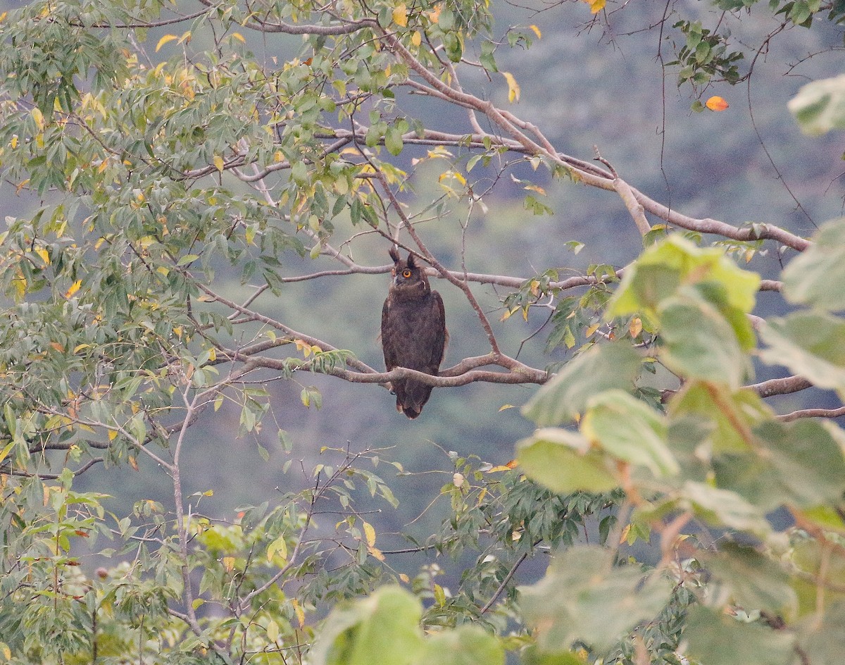 Dusky Eagle-Owl - Neoh Hor Kee