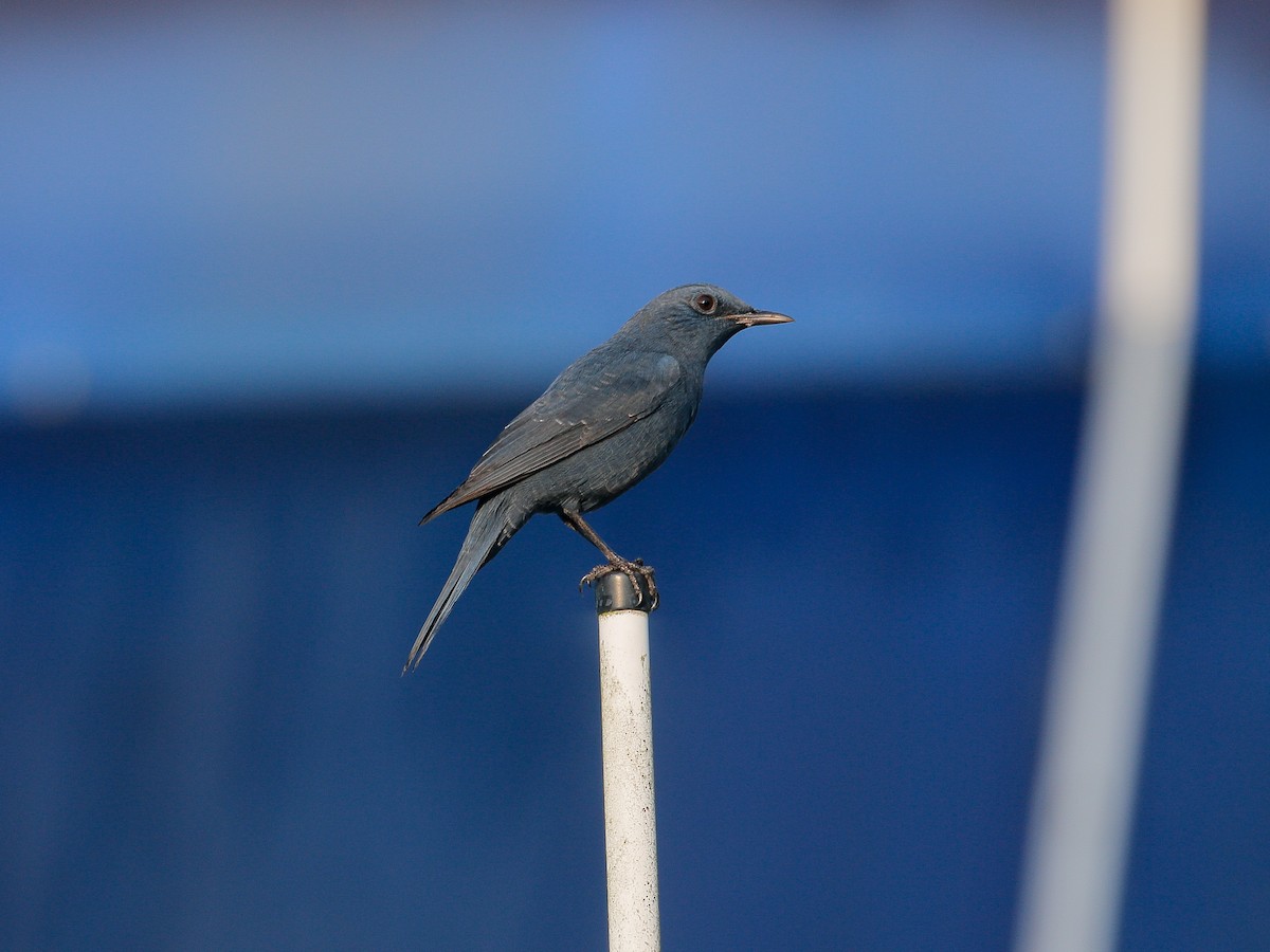 Blue Rock-Thrush - ML130997091