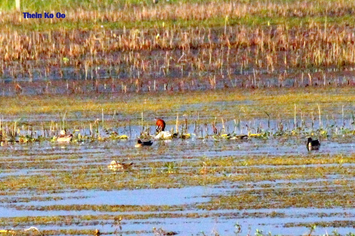 Common Pochard - ML130997451