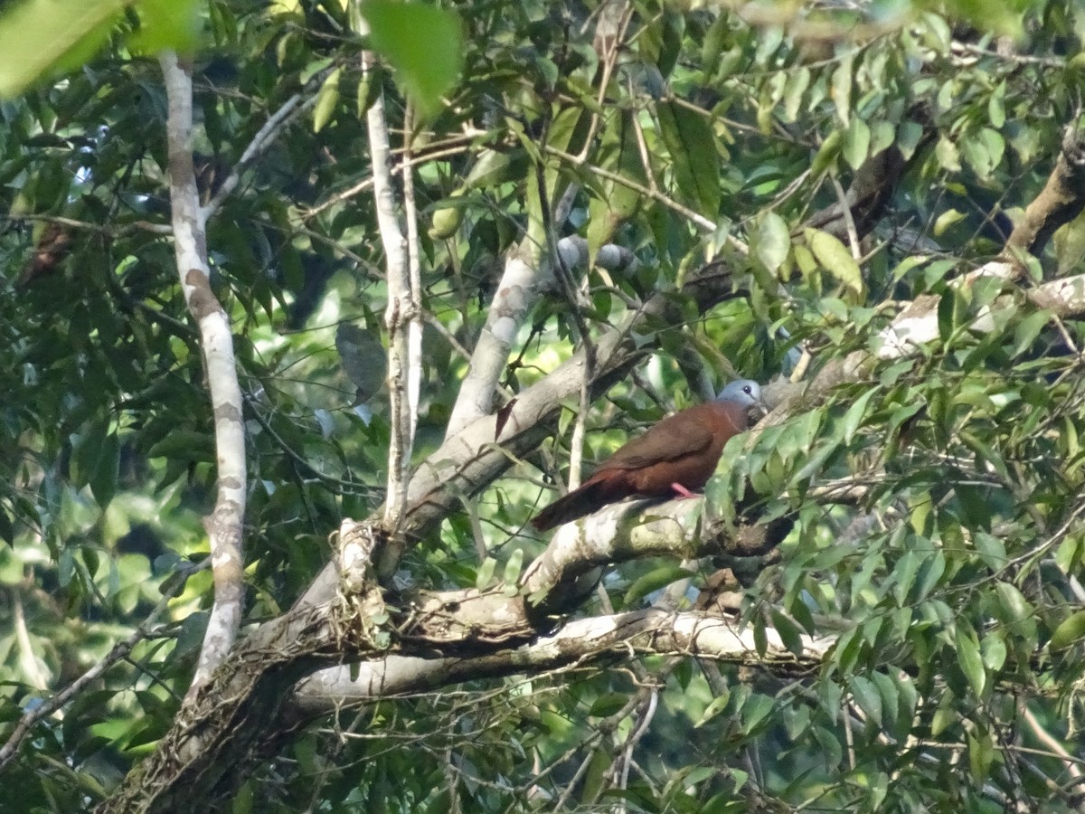 Blue-headed Wood-Dove - ML130997841