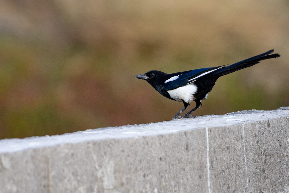 Китайская сорока - ML130998861