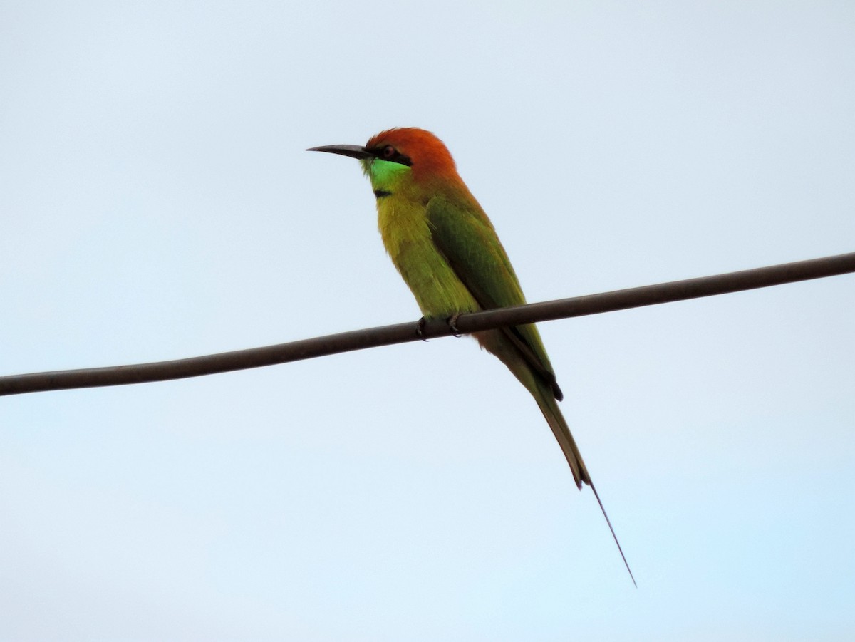 Asian Green Bee-eater - ML130999521