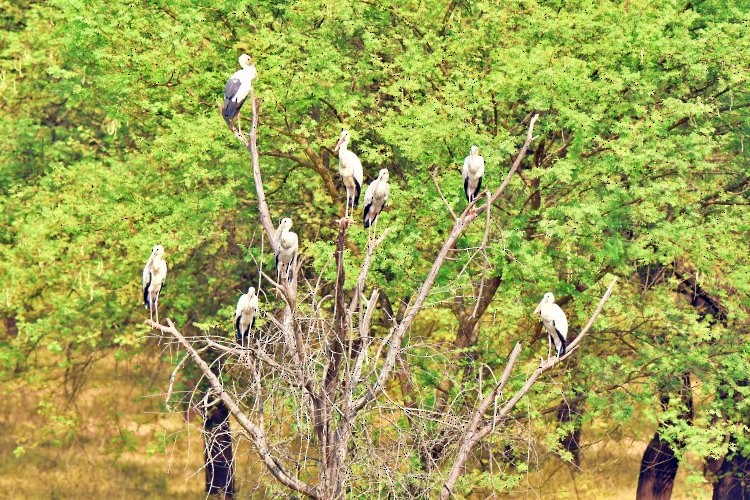 Asian Openbill - ML130999671