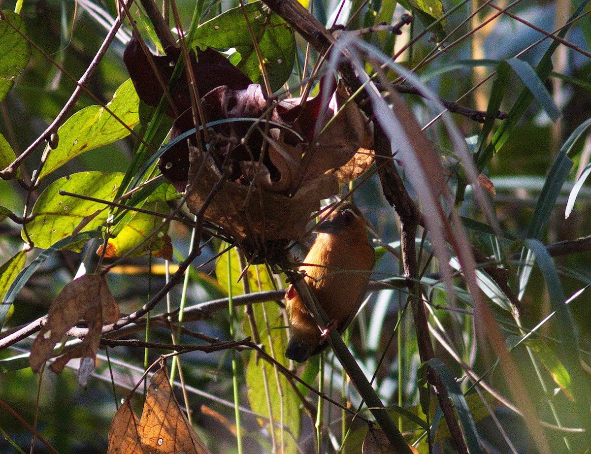 White-browed Piculet - ML130999721
