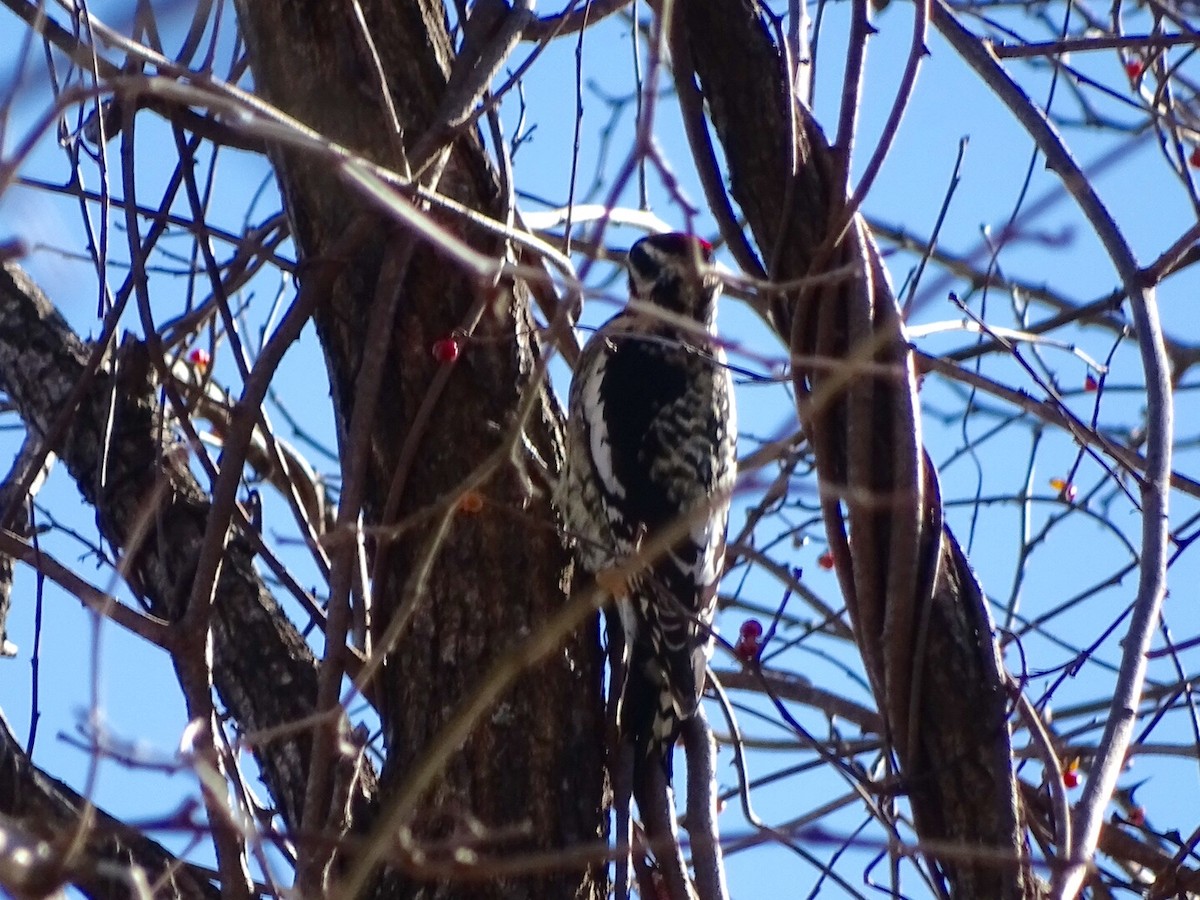Yellow-bellied Sapsucker - ML131000401