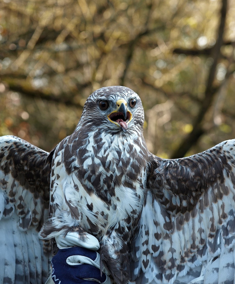 Common Buzzard - ML131001521