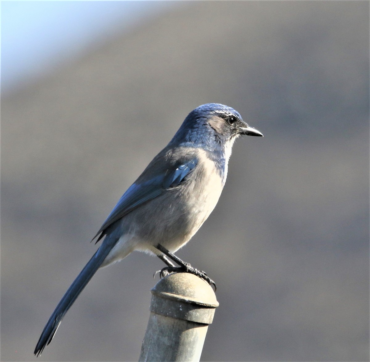 California Scrub-Jay - Ann Vaughan