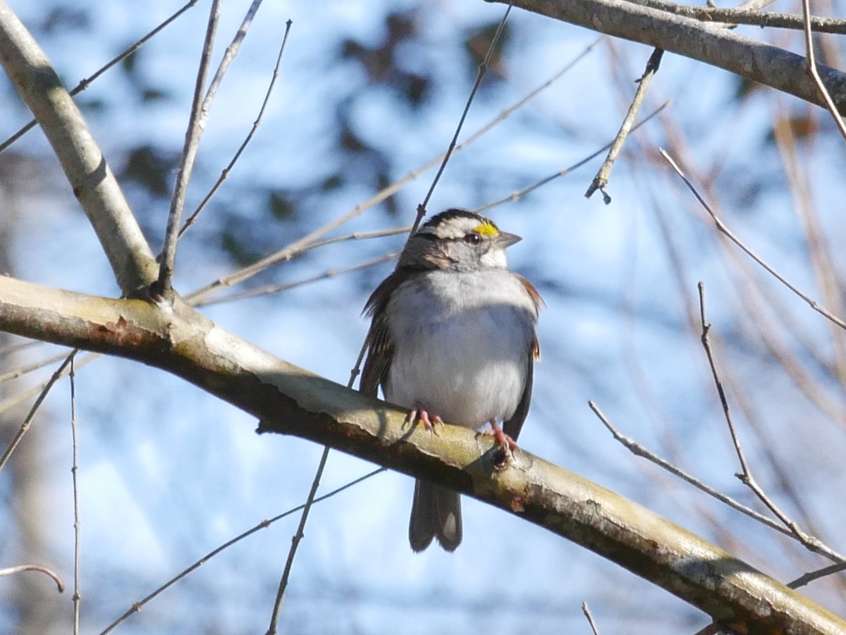 White-throated Sparrow - ML131003971