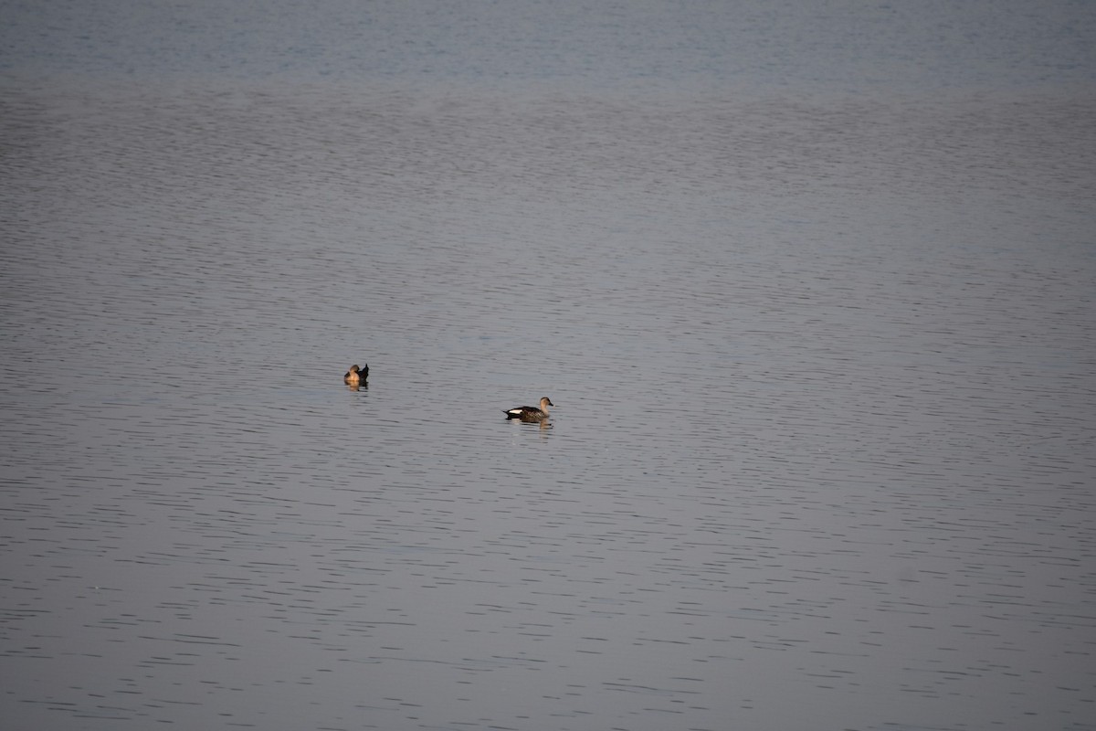 Indian Spot-billed Duck - ML131004031