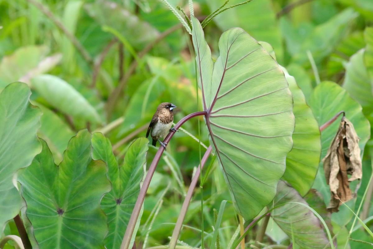 White-rumped Munia - Cassie  Liu