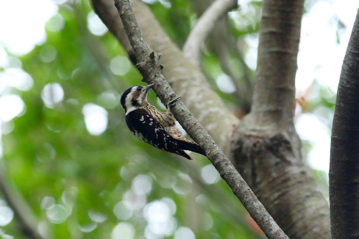 Gray-capped Pygmy Woodpecker - Cassie  Liu