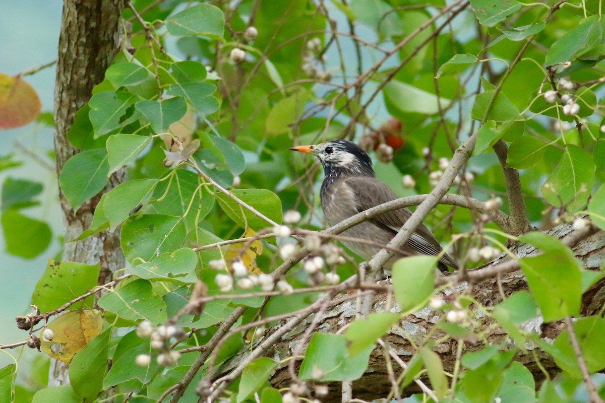 White-cheeked Starling - Cassie  Liu