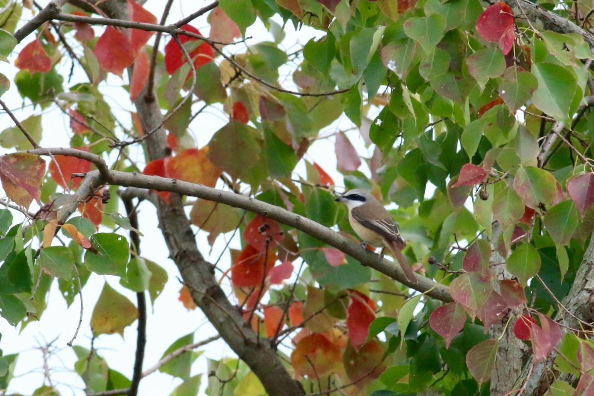 Alcaudón Pardo (lucionensis) - ML131004531