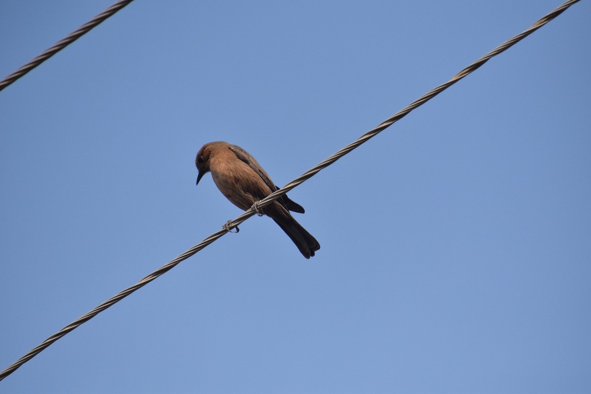 bird sp. - ML131008541