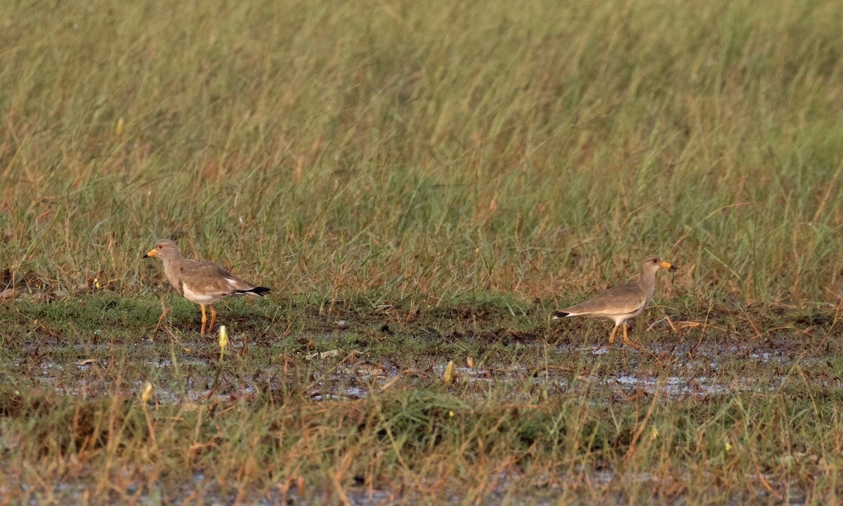 Gray-headed Lapwing - ML131008941