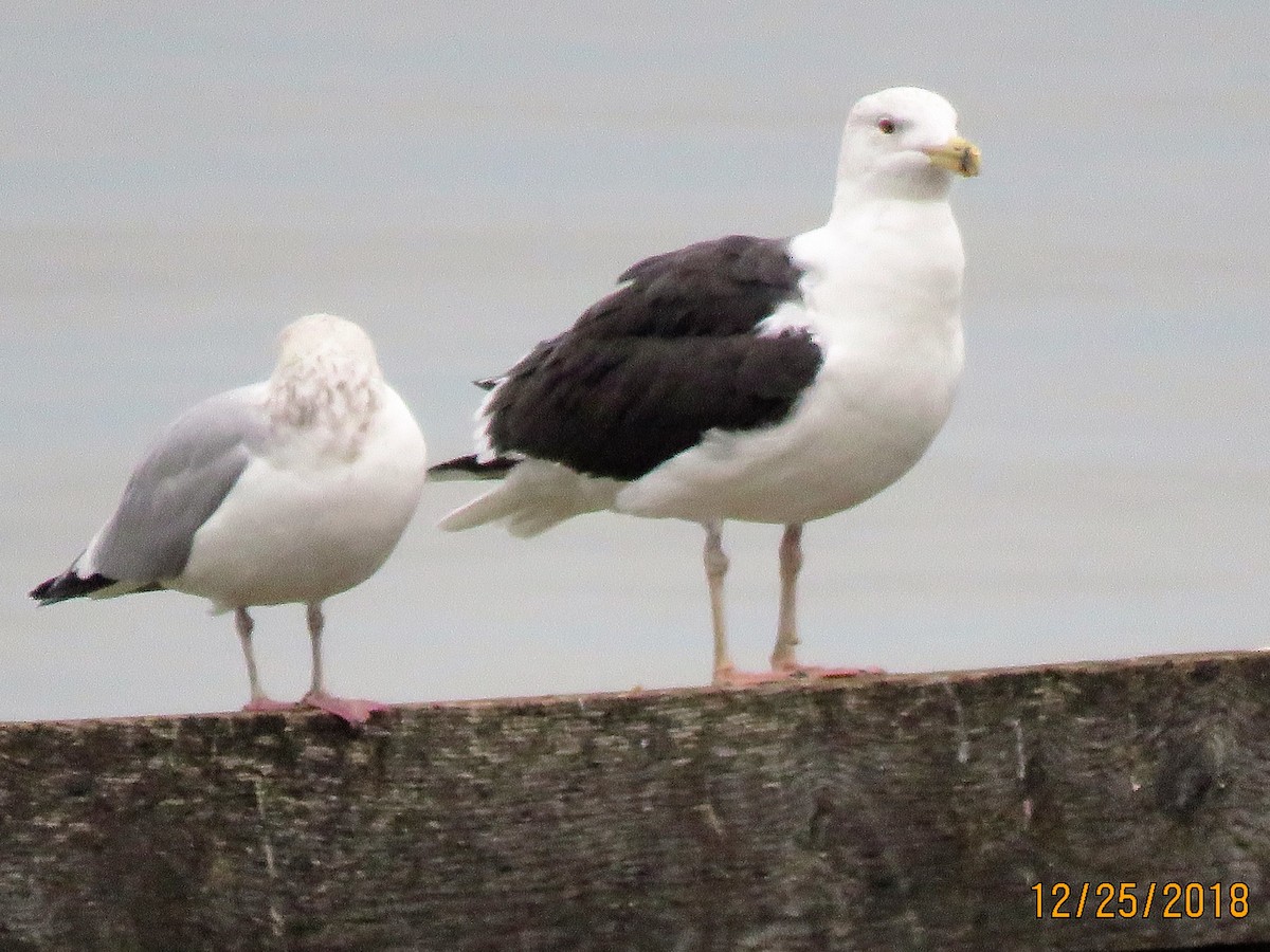 svartbak - ML131011021