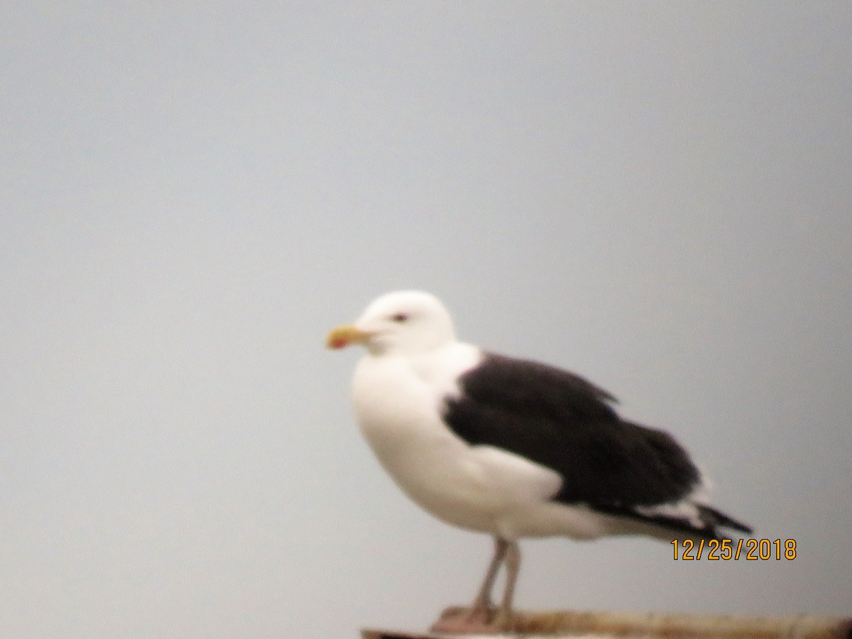 svartbak - ML131011031