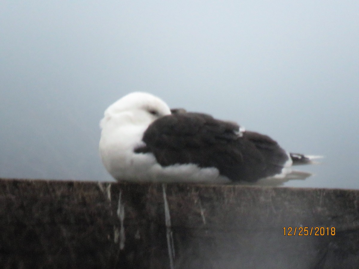 svartbak - ML131011041