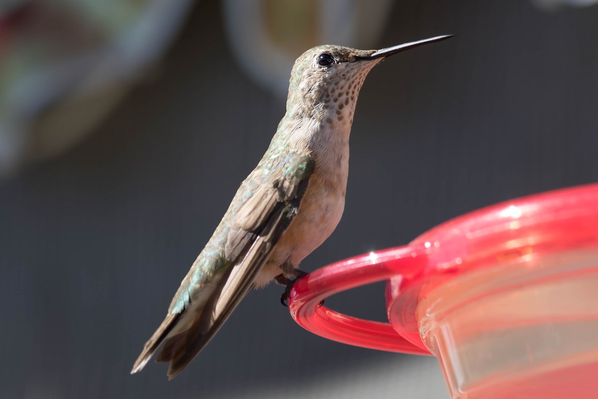 Broad-tailed Hummingbird - ML131011661