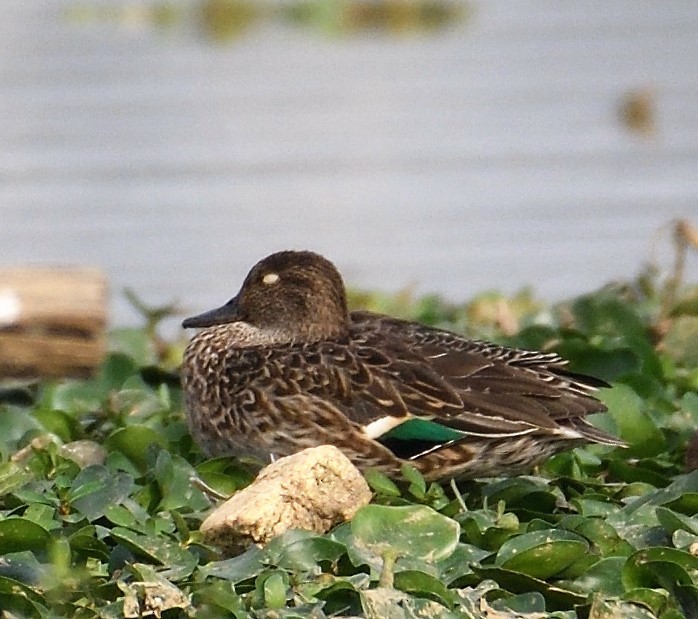 Green-winged Teal - ML131011991