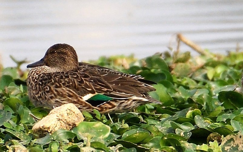 Green-winged Teal - ML131012001