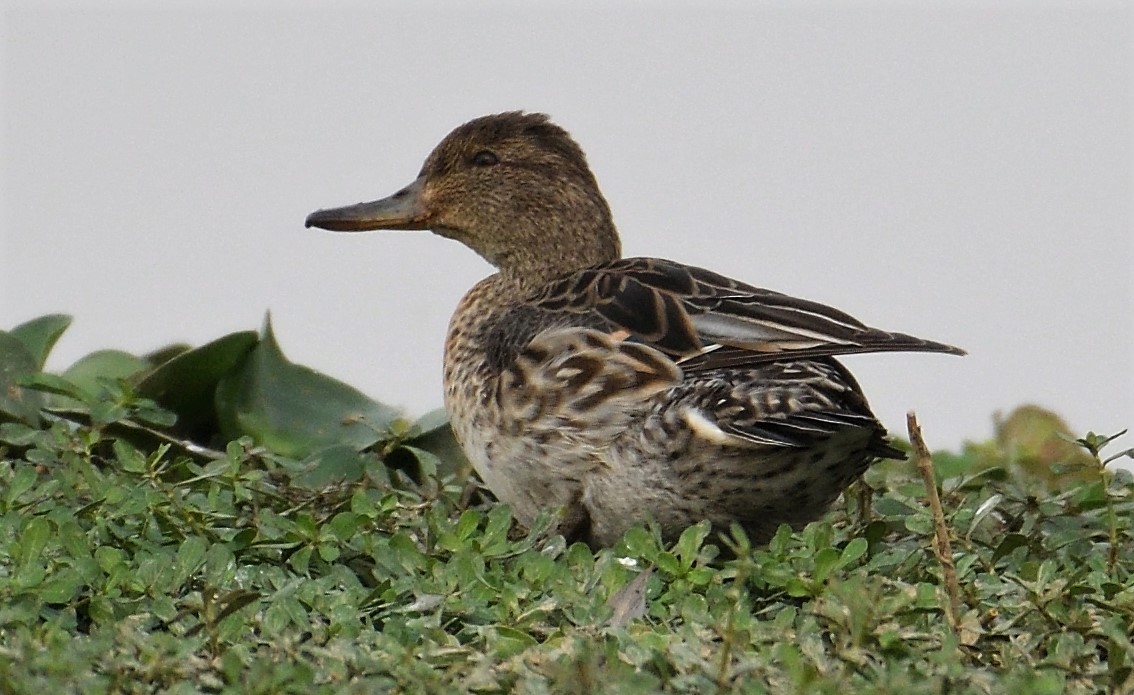 Green-winged Teal - ML131012021