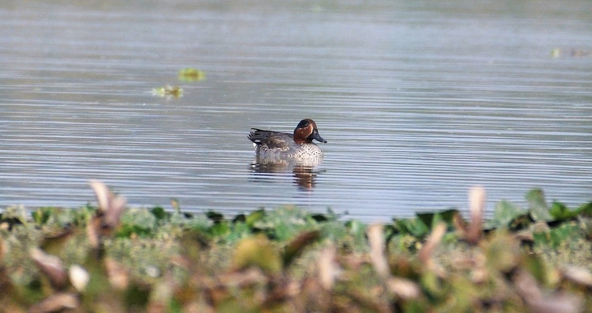 Green-winged Teal - ML131012051