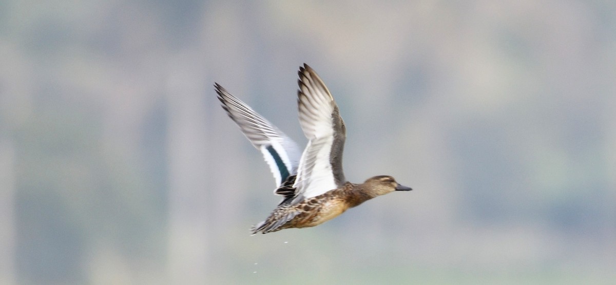 Green-winged Teal - ML131012371