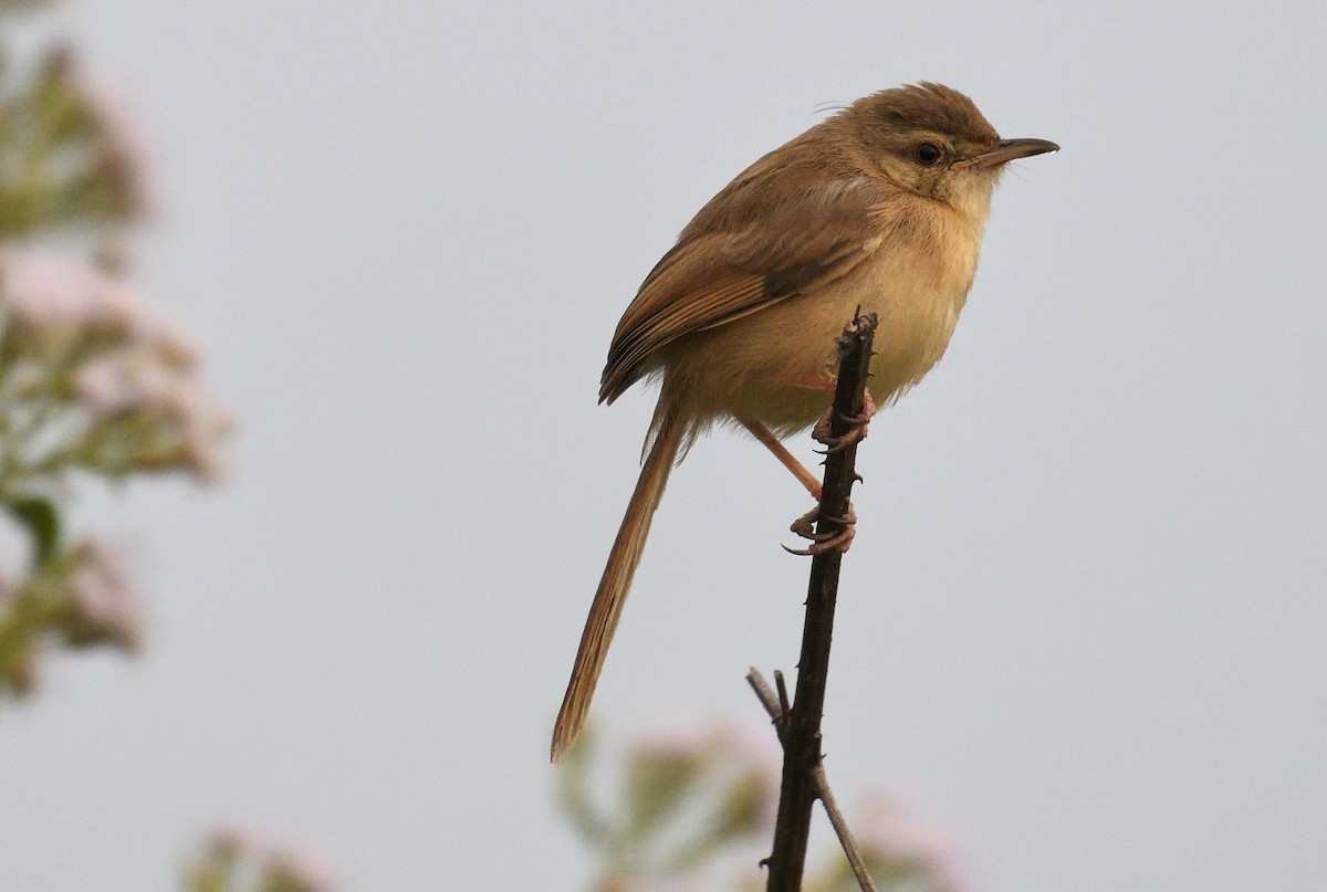 Jungle Prinia - ML131012621