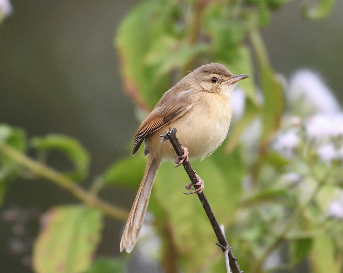 Prinia Selvática - ML131012631