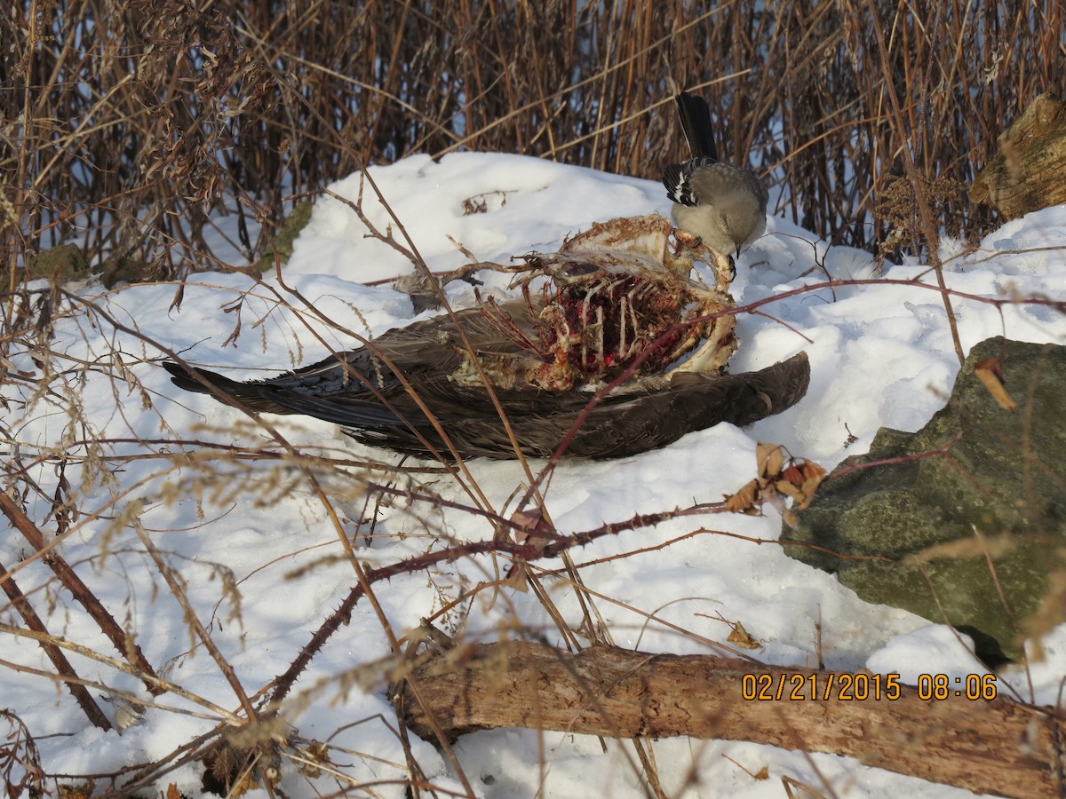 sangspottefugl - ML131016401