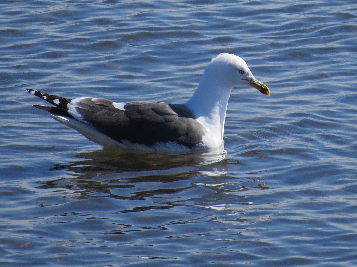 Gaviota Sombría - ML131016571