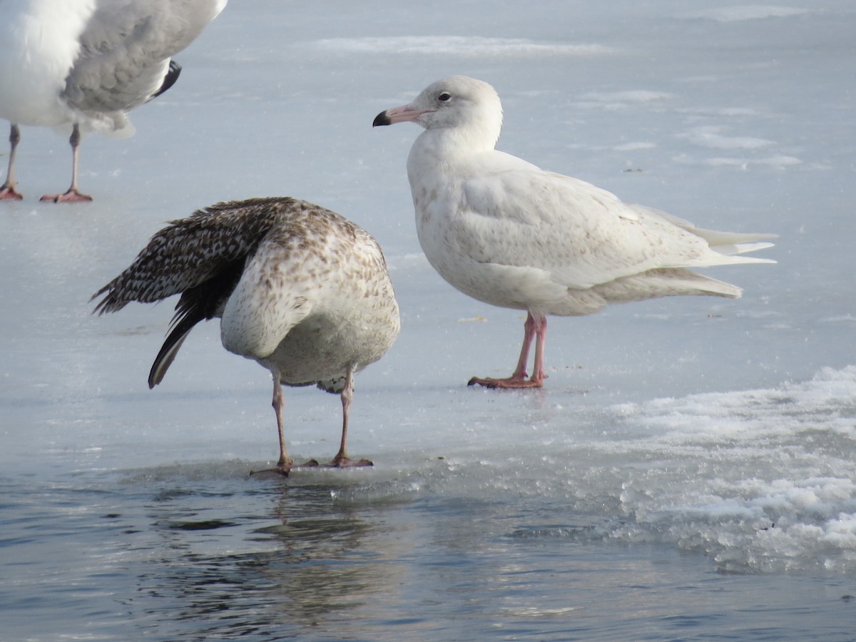 Glaucous Gull - ML131016691