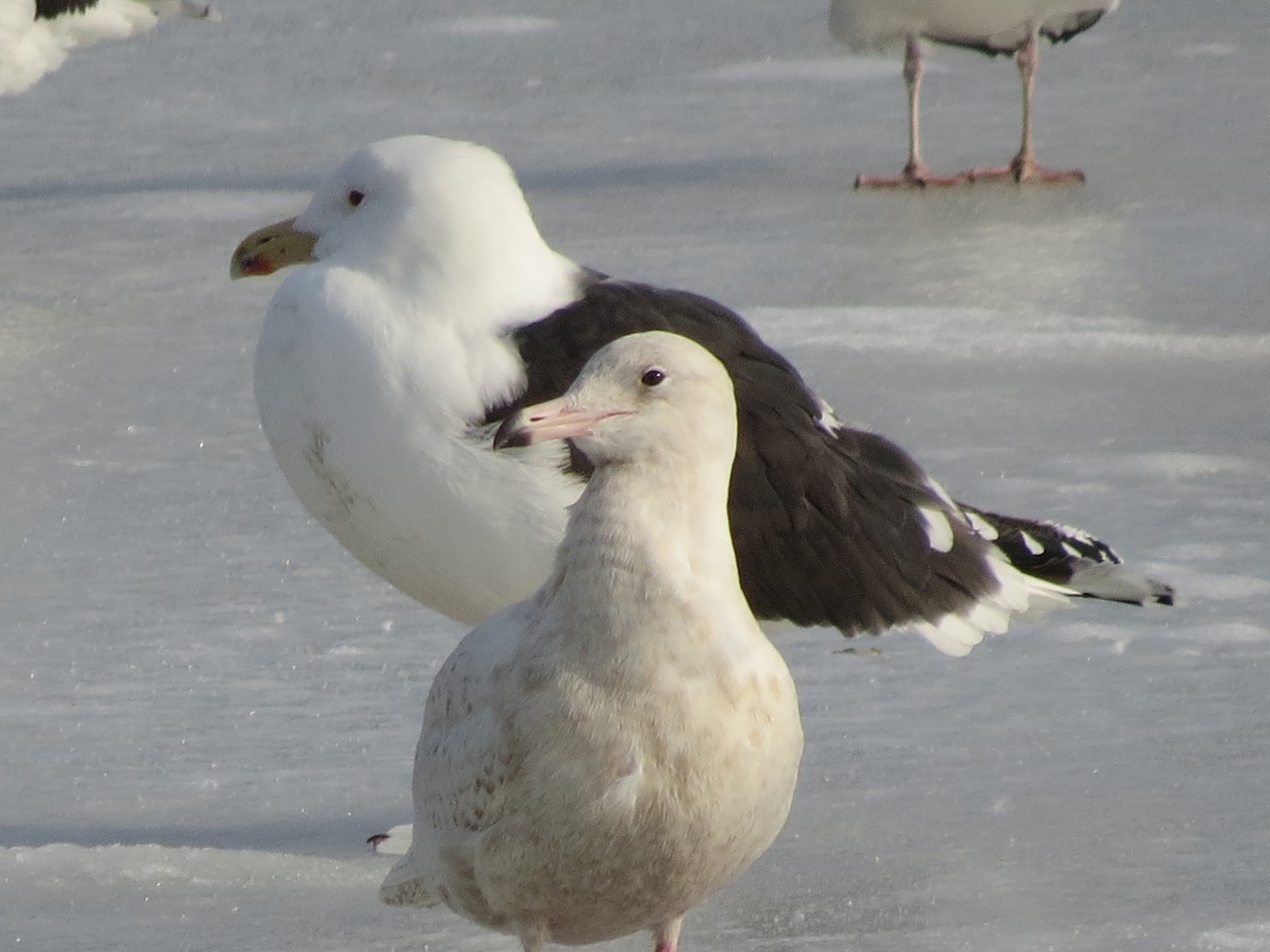 Glaucous Gull - ML131016701