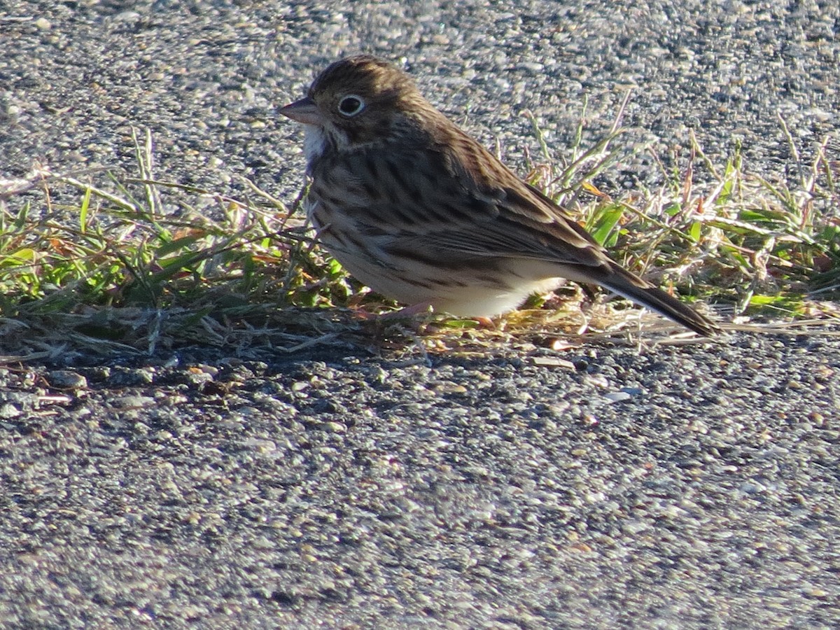 Vesper Sparrow - ML131017101