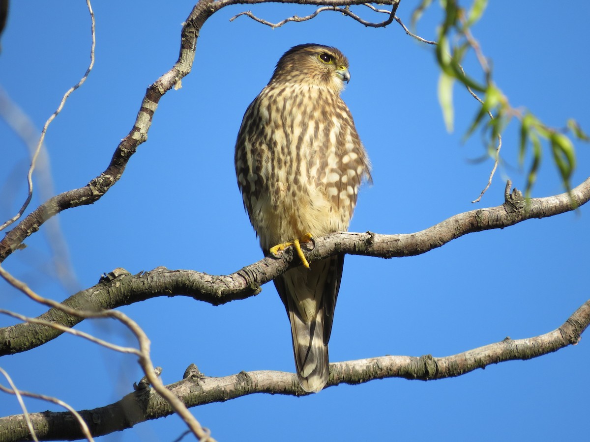 בז גמדי - ML131017161
