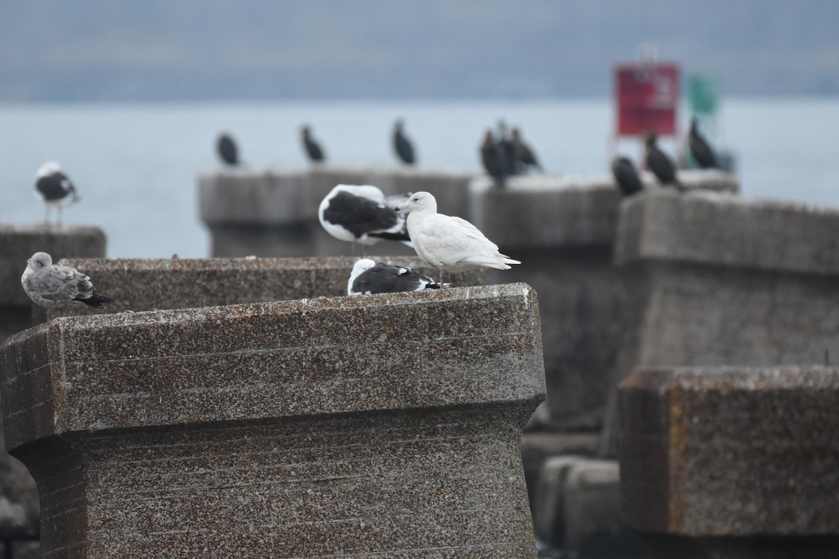 Glaucous Gull - ML131017231