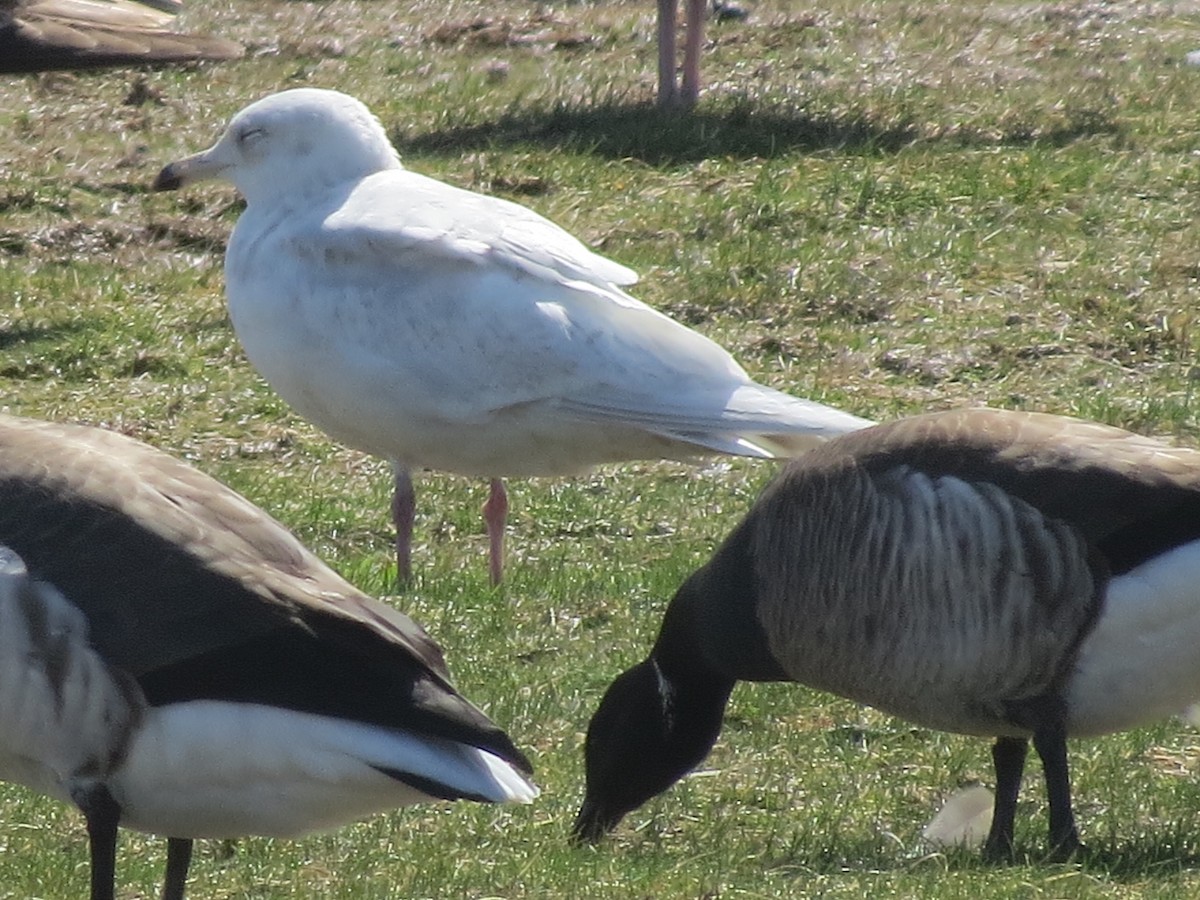 Gaviota Groenlandesa - ML131018041