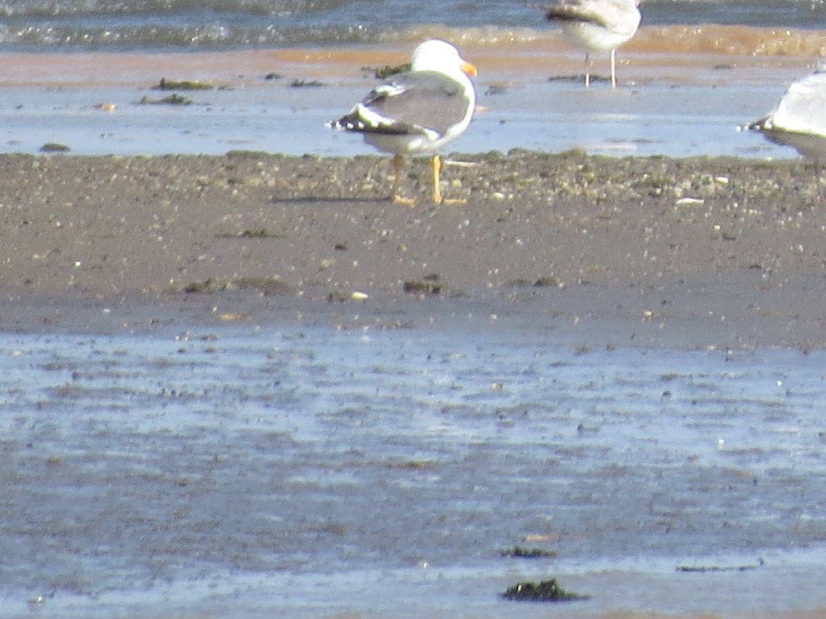 Lesser Black-backed Gull - Michael Britt