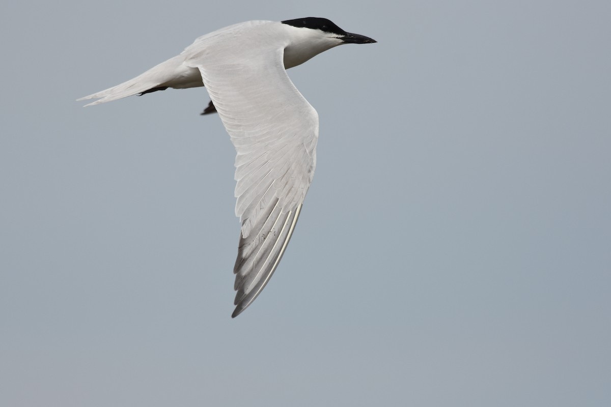 Gull-billed Tern - Michael Britt