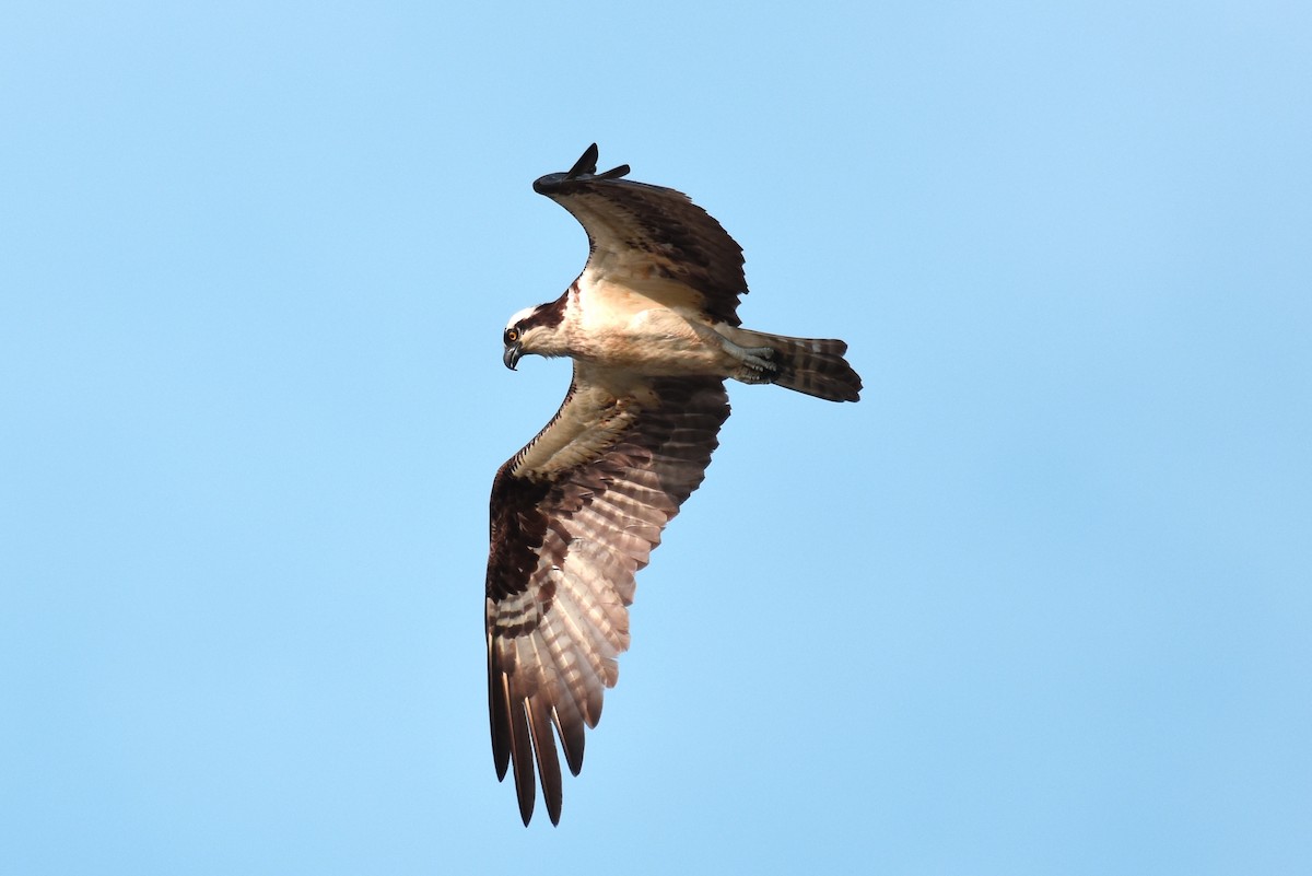 Osprey - Michael Britt