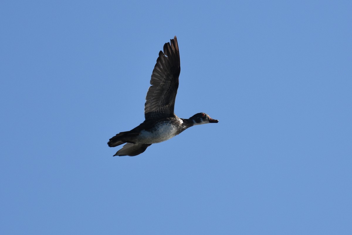 Wood Duck - Michael Britt