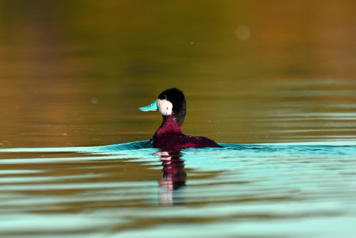 Ruddy Duck - ML131018151